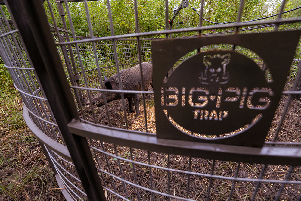 Big Pig Cage Traps Big Pig Trap sign on a metal gate with a trap inside