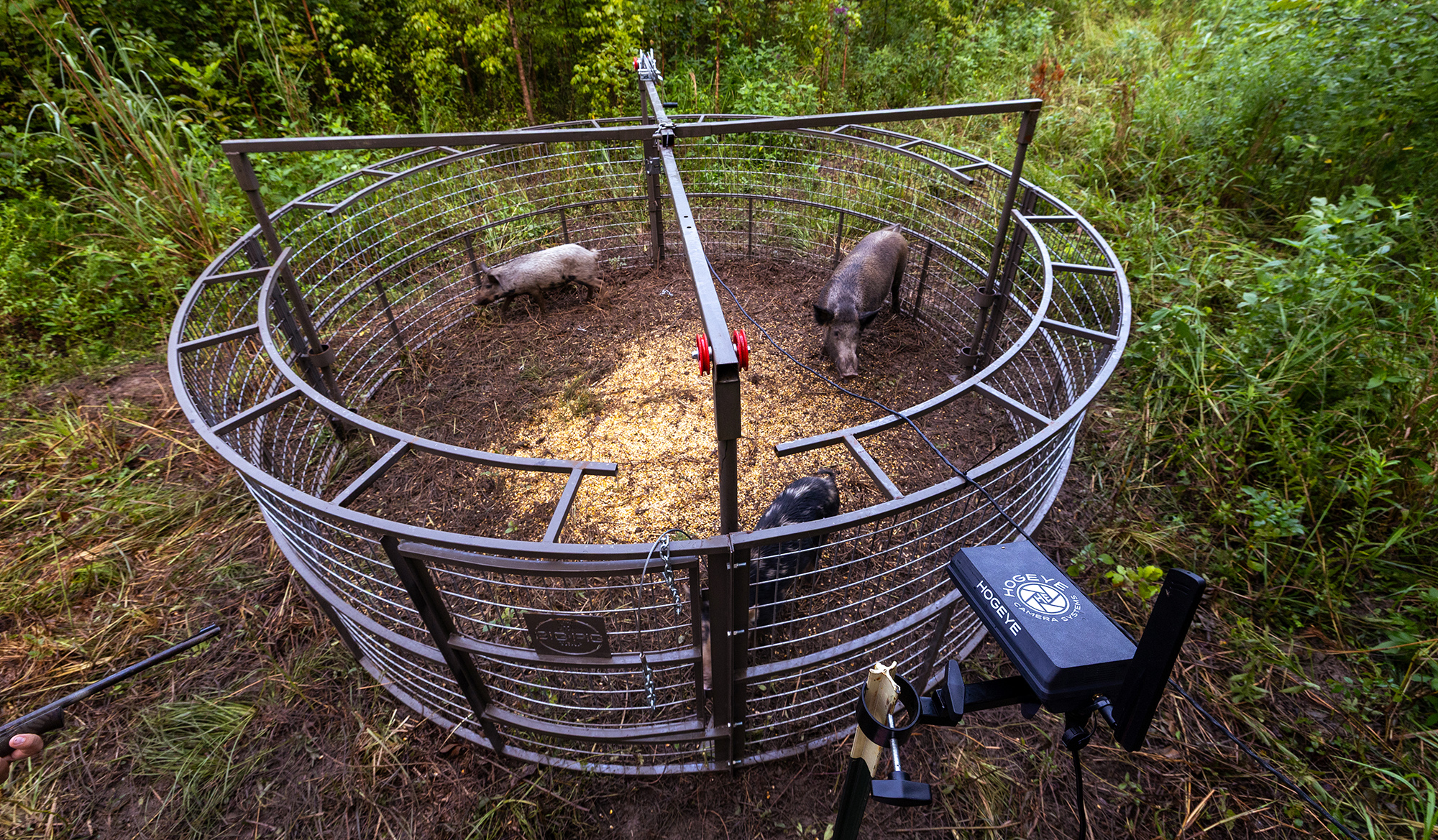 Hogs inside a caged trap monitored by a HogEye camera