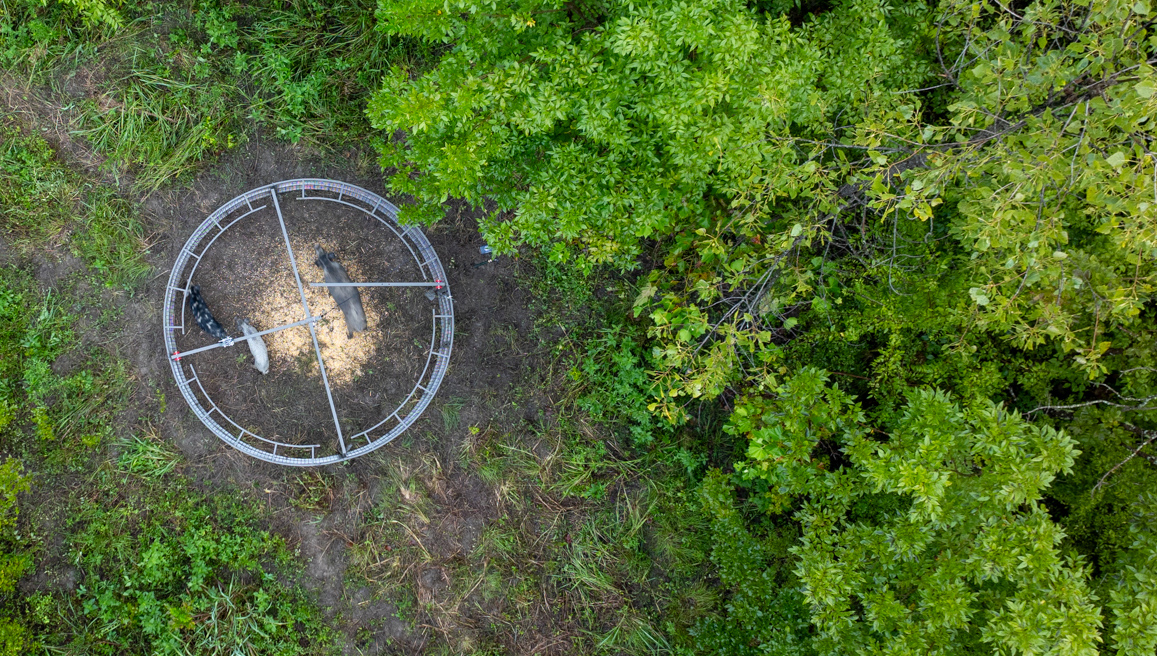Circular trap layout in a grassy area monitored by HogEye