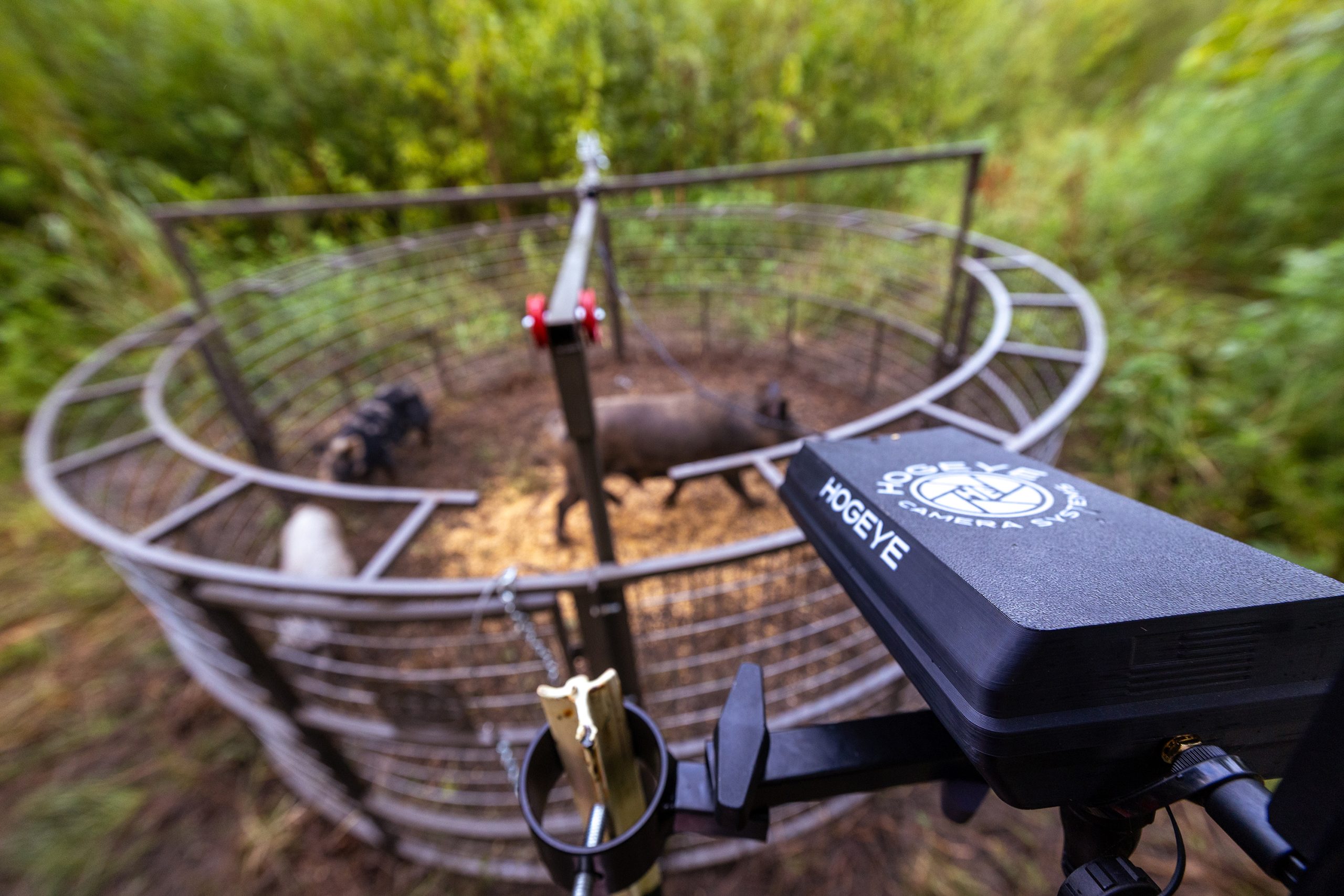 Hogs inside a trap with a HogEye camera mounted nearby