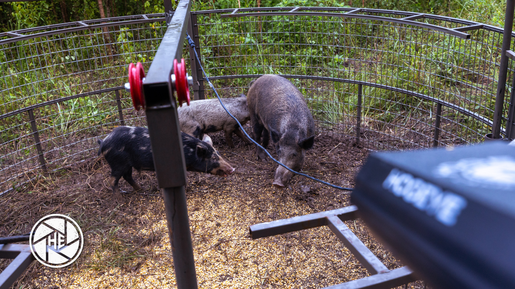 Camera Comparison 2026: HogEye vs Reolink Go PT Plus