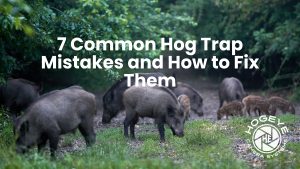 7 Common Hog Trap Mistakes and How to Fix Them