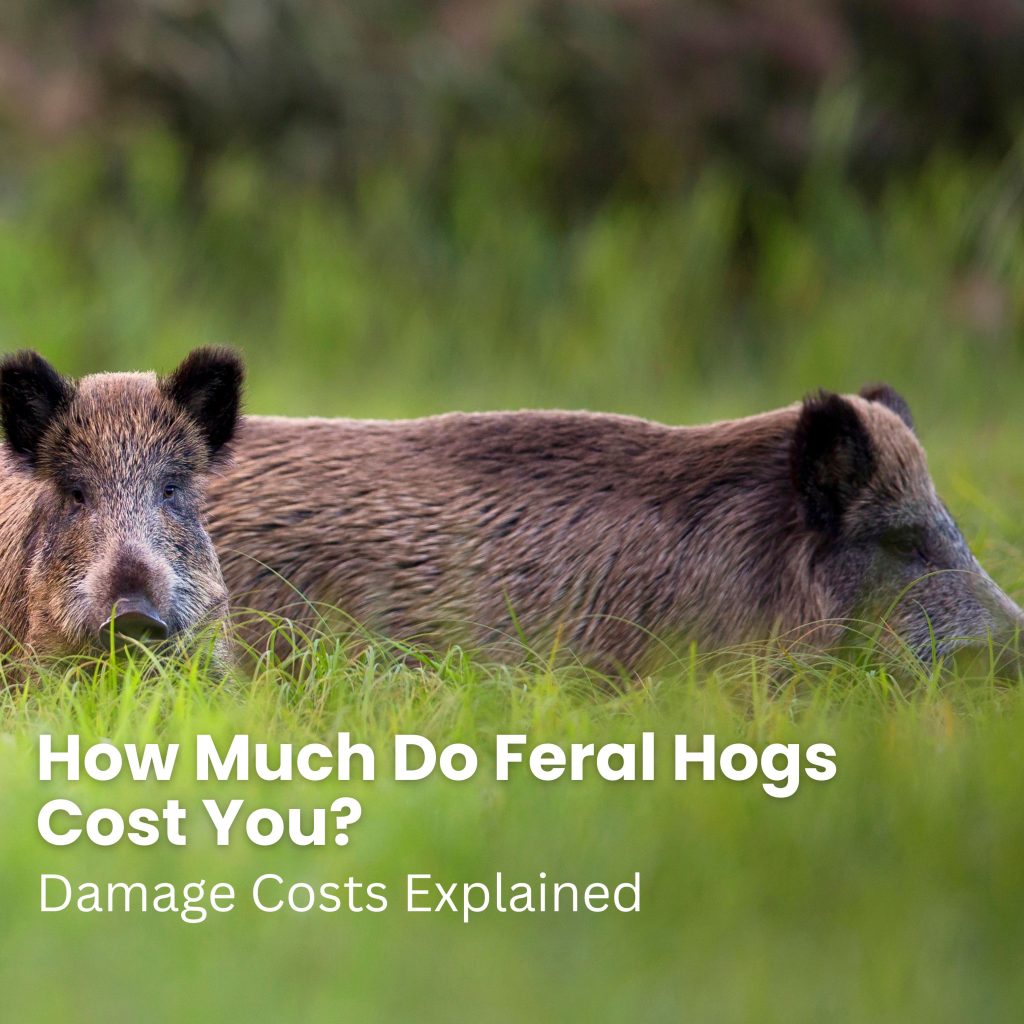 How Much do Feral Hogs Cost You