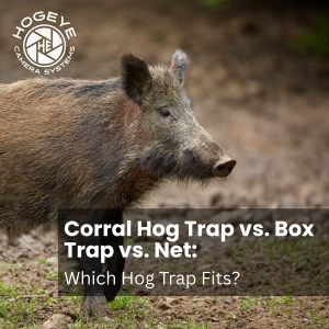Corral Hog Trap vs Box Trap vs Net