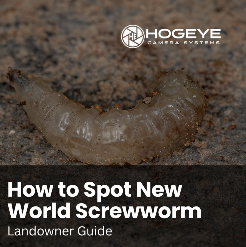 Pale curved grub on a dirt surface with the HogEye logo and the title 'How to Spot New World Screwworm – Landowner Guide'