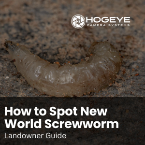 Pale curved grub on a dirt surface with the HogEye logo and the title 'How to Spot New World Screwworm – Landowner Guide'