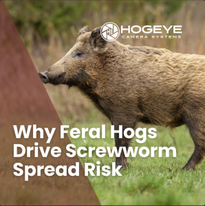 Feral hog walking through a field with the HogEye logo and headline 'Why Feral Hogs Drive Screwworm Spread Risk'.