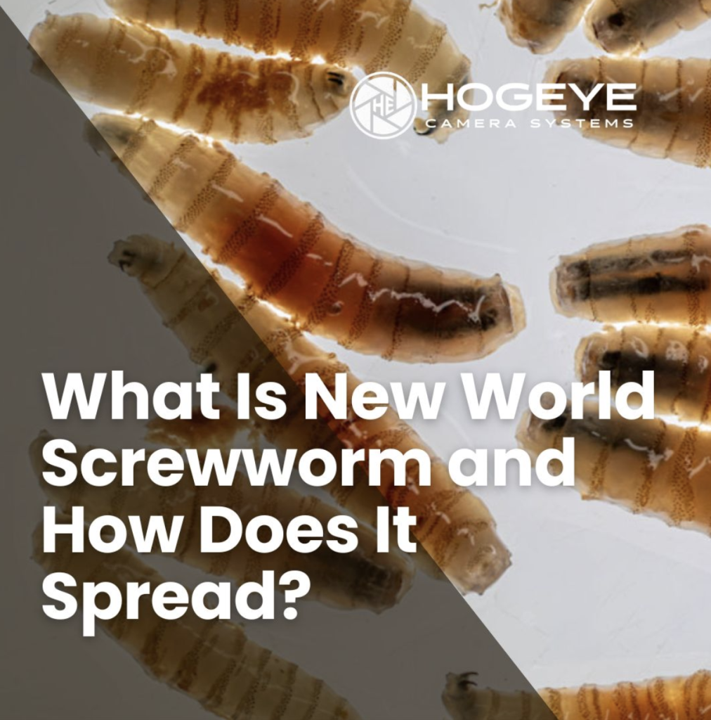 Article cover showing screwworm larvae with a bold title: What Is New World Screwworm and How Does It Spread? (Hogeye branding)