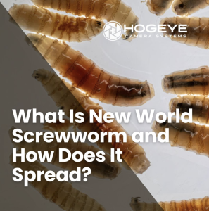 Article cover showing screwworm larvae with a bold title: What Is New World Screwworm and How Does It Spread? (Hogeye branding)