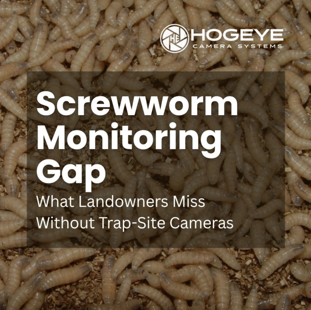 Cover image for an article about screwworm monitoring gaps; background shows many screwworm larvae on soil.